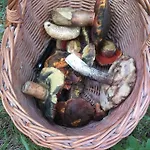 Ubytování v soukromí Farma U Lesa Hlinsko