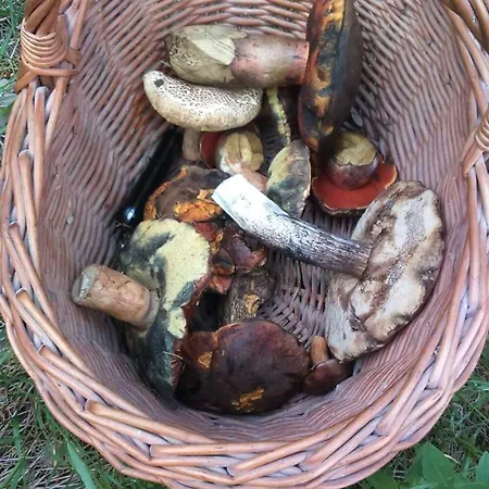 Privatunterkunft Farma U Lesa Hlinsko