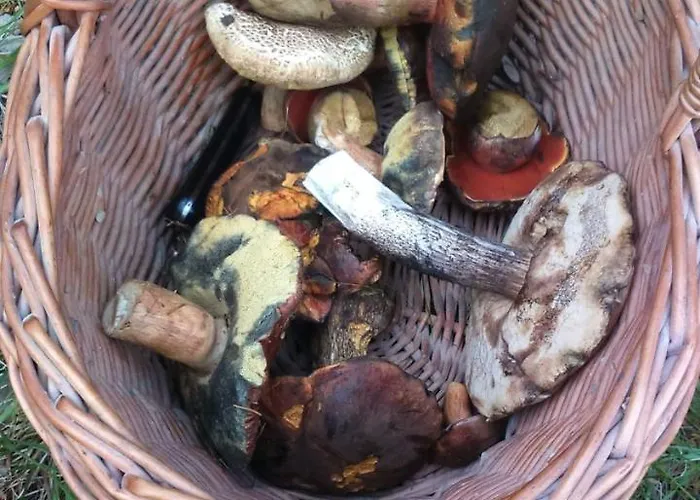 Kwatera prywatna Farma U Lesa Hlinsko